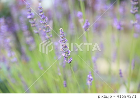 ラベンダーの花 ラベンダーの花 41584571