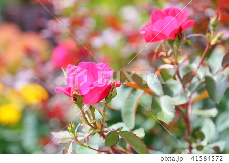 バラの花 バラの花 41584572