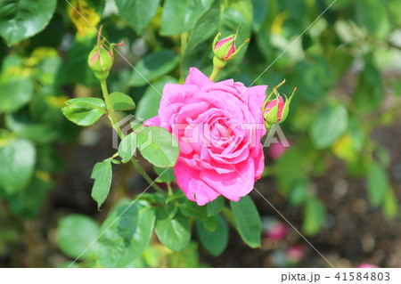 バラの花 マリアカラスの写真素材