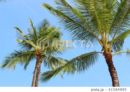 ハワイ　ヤシの木 41584995