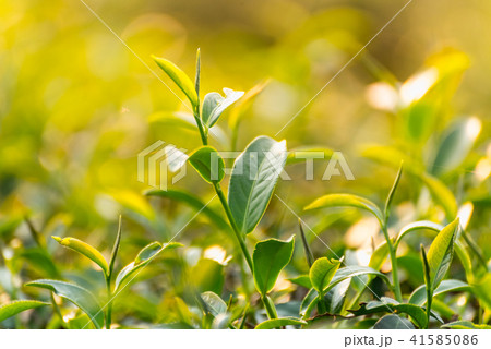 Green tea and fresh leaves 41585086