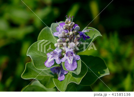 ハマゴウ 41585136