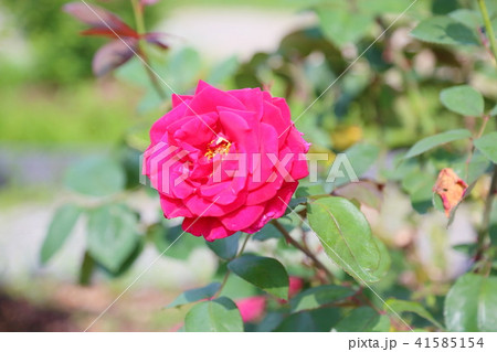 バラの花　ミスターリンカーン 41585154