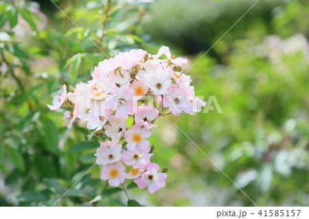 バラの花 バレリーナの写真素材