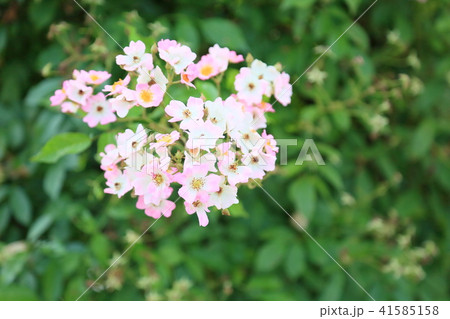 バラの花 バレリーナの写真素材