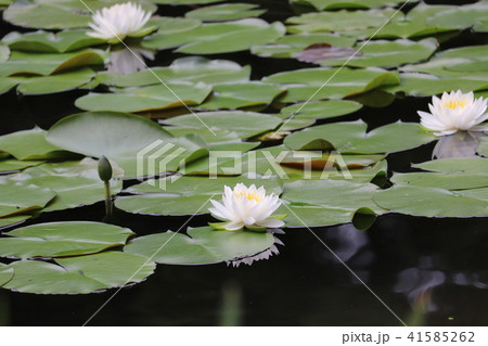 平安神宮６月 41585262