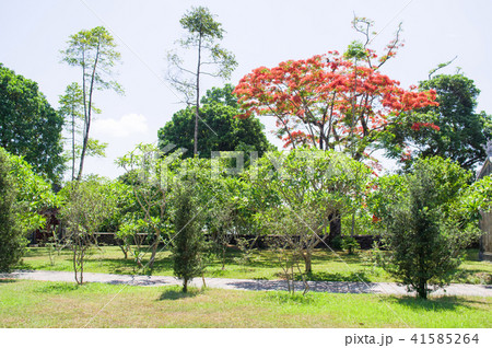 ホウオウボクの花 ベトナム ホウオウボクの花 ベトナム 41585264