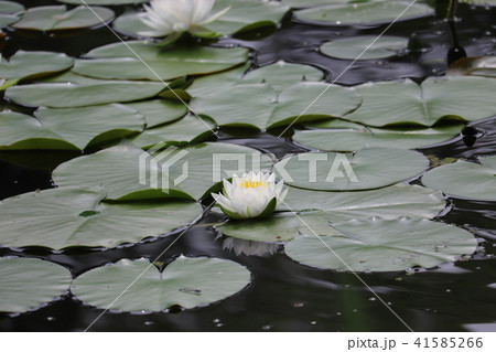 平安神宮６月 41585266