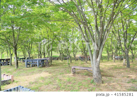 夏の公園　ケヤキ林 41585281