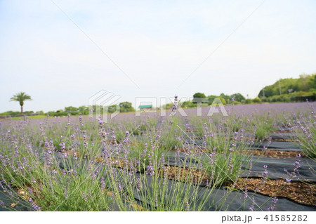 夏の公園　ラベンダー畑 41585282