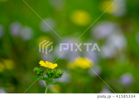 春イメージ～カワラサイコ、紫鷺苔～ 41585334