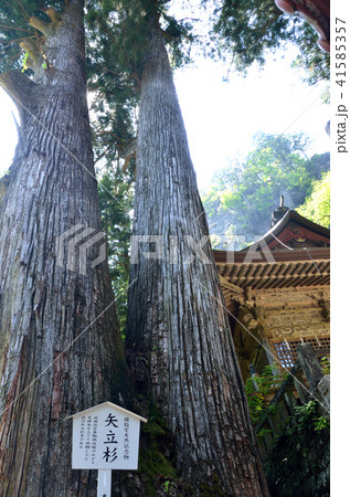 榛名神社の矢立杉 榛名神社の矢立杉 41585357