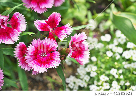 赤いナデシコの花 41585923