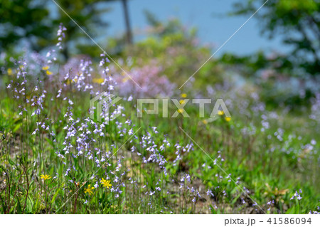 春イメージ～マツバウンラン～ 41586094