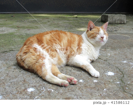 江ノ島の猫の写真素材