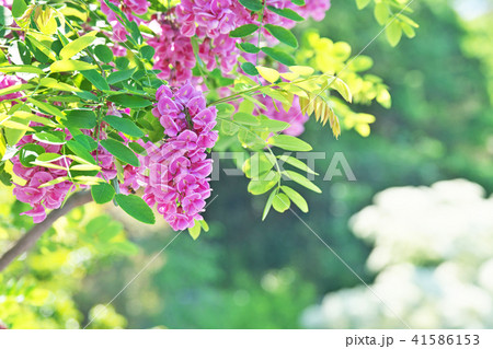 ピンクのニセアカシアの花 41586153