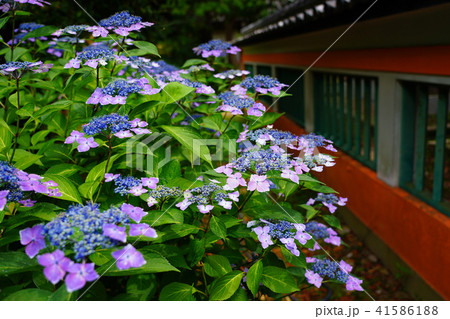 住吉神社の紫陽花 41586188