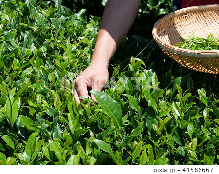 新緑の季節の茶摘み 新緑の季節の茶摘み 41586667