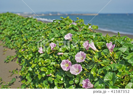 湘南海岸のハマヒルガオ 41587352