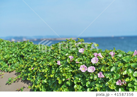湘南海岸のハマヒルガオ 41587356