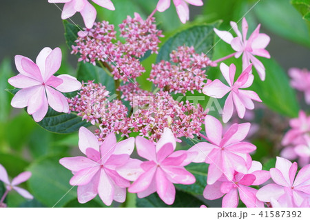 アジサイ・ピンク色 41587392