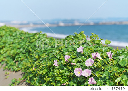 湘南海岸のハマヒルガオ 41587459