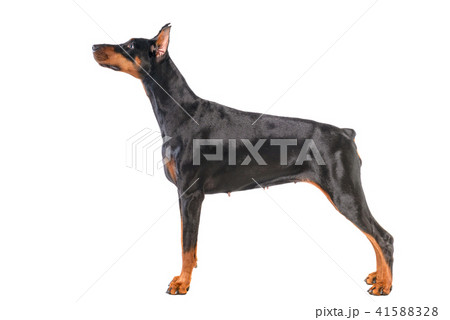Doberman 41588328