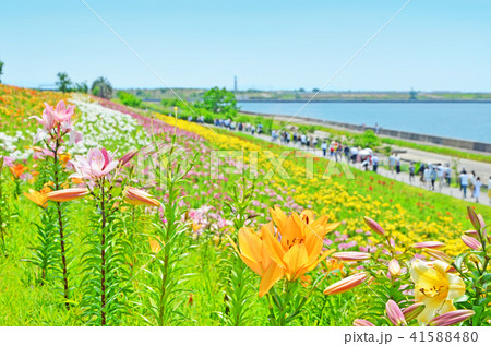 大阪舞洲ゆり園の風景の写真素材