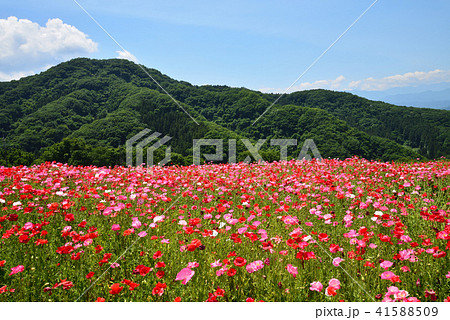 天空のポピー　　＃17 41588509