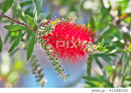 真赤なブラシノキの花 41588540