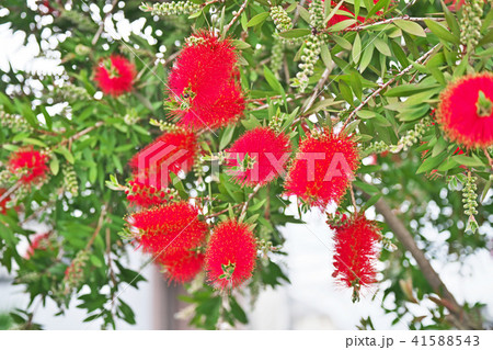 真赤なブラシノキの花 真赤なブラシノキの花 41588543