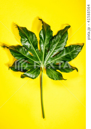 Tropical leaves on yellow background Tropical leaves on yellow background 41588564