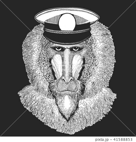 Monkey, baboon, dog-ape, ape Vector print for children. Capitan, pirate animal. Brave sailor. Design 41588853