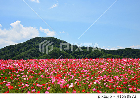 天空のポピー #24 天空のポピー #24 41588872