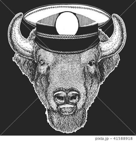 Buffalo, bison,ox, bull Vector print for children. Capitan, pirate animal. Brave sailor. Design for 41588918