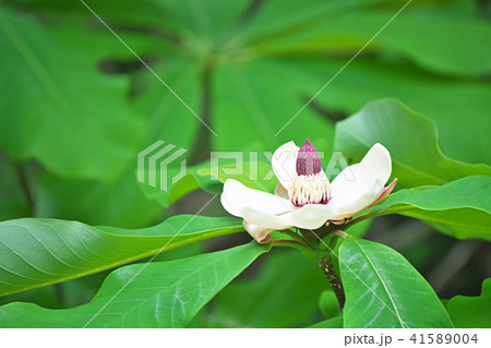白いホオノキの花 白いホオノキの花 41589004