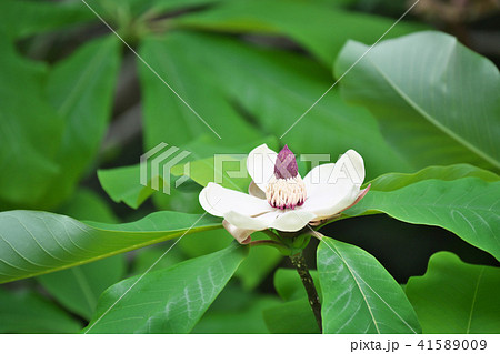 白いホオノキの花 白いホオノキの花 41589009