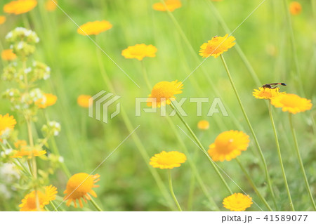 ダイヤーズカモミールの花 ダイヤーズカモミールの花 41589077