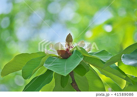 白いホオノキの花 白いホオノキの花 41589086