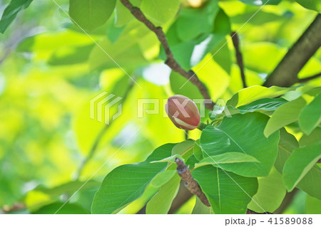 開花を待つホオノキの蕾 41589088