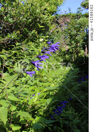 メドーセージの紫の花 41589162
