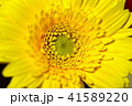 黄色のガーベラ（全体表示） 41589220