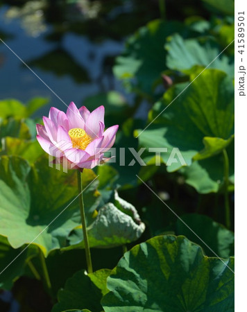 蓮 41589501