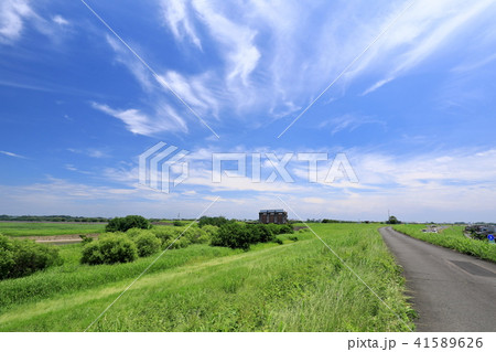 夏の渡良瀬遊水地 41589626