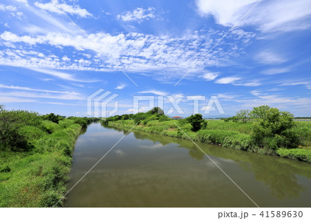 夏の渡良瀬遊水地 41589630
