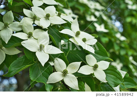 白いヤマボウシの花 41589942