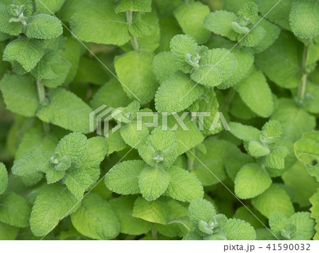 アップルミント 41590032