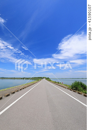 渡良瀬遊水地の夏 41590107