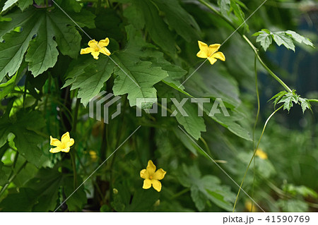 ゴーヤの花 41590769
