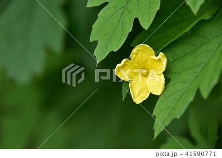 ゴーヤの花 ゴーヤの花 41590771